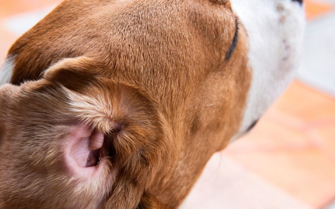 can dogs lose their hearing from an ear infection