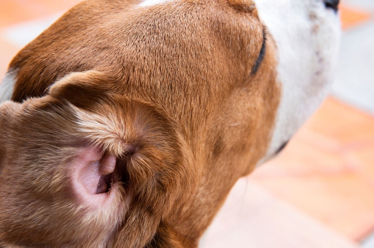 Pet Ear Infection Information Veterinary Skin And Ear La
