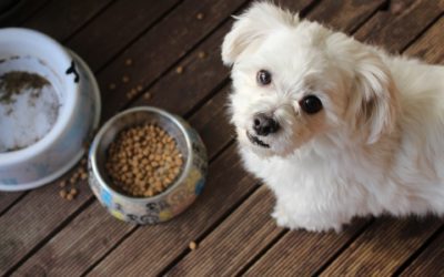 Food Allergies in Dogs