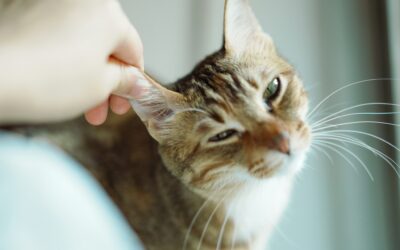 Learning Center 1 Inflammatory Ear Polyps in Cats